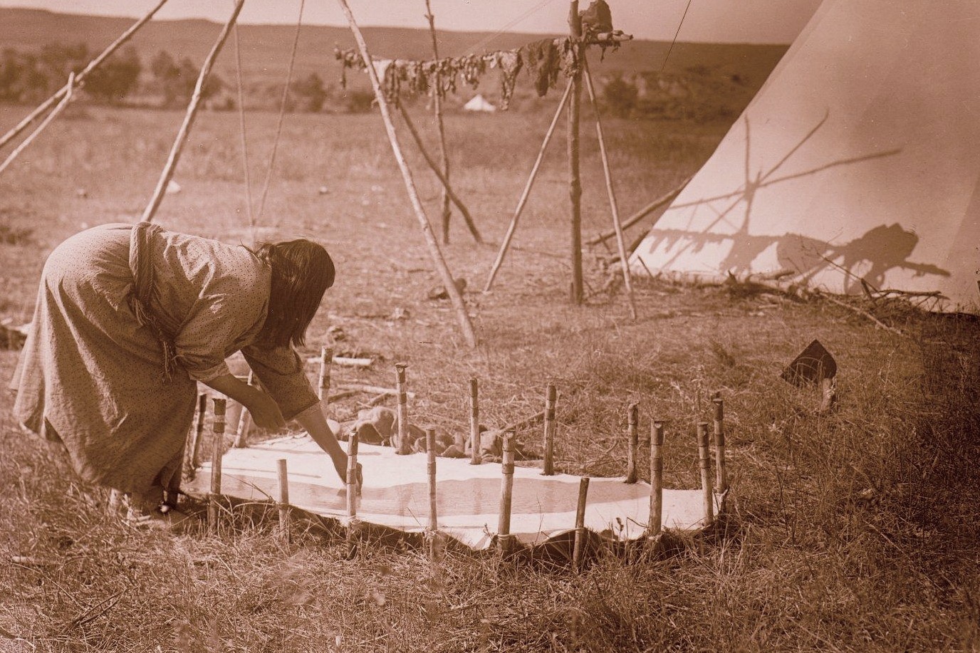 Crow woman preparing a hide 1902-33