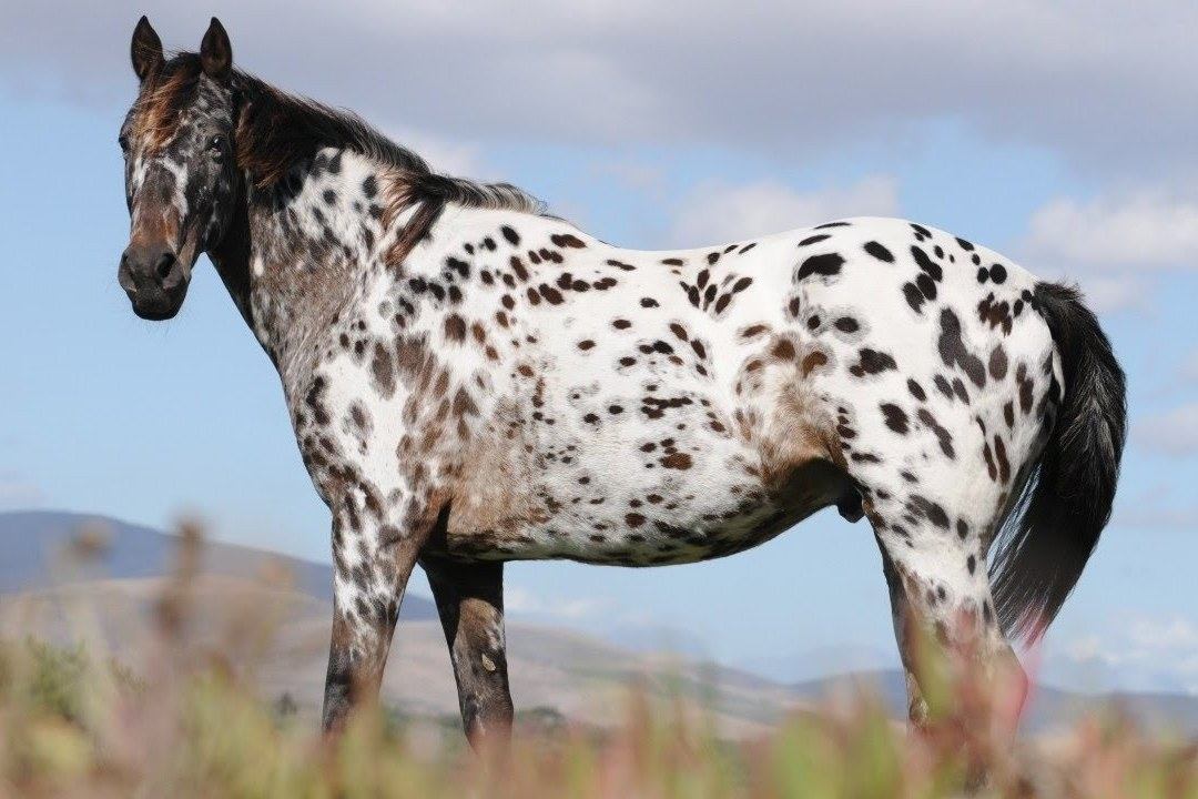 appaloosa-nahled