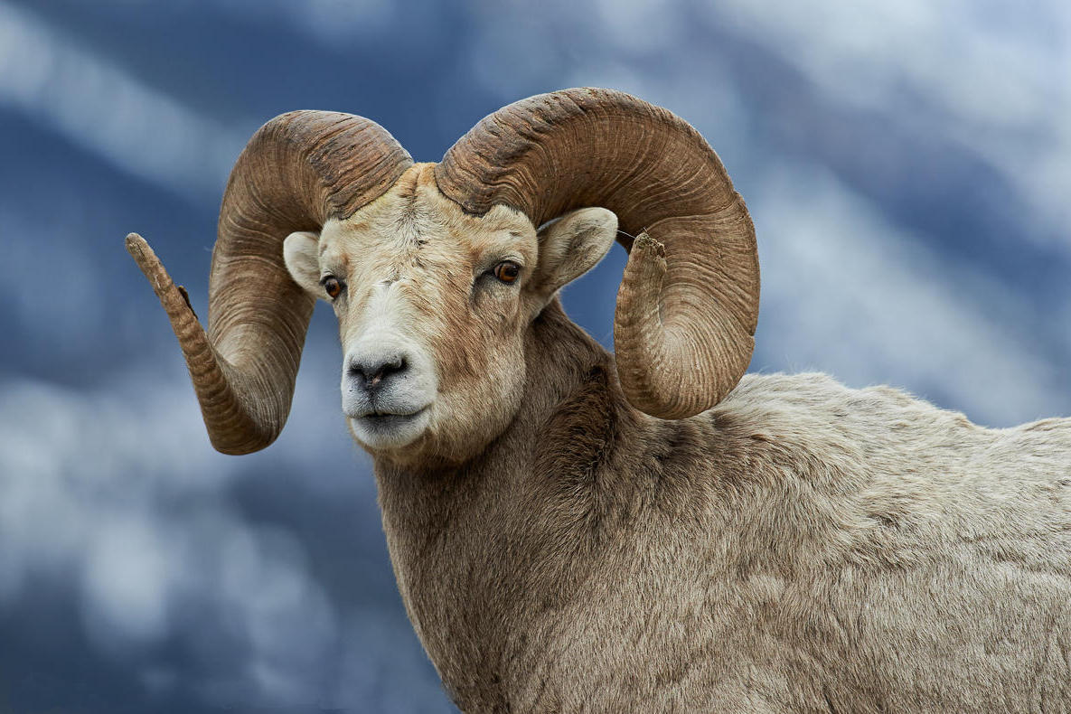 bighorn-ram-portrait-náhled