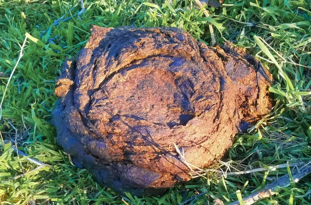 Vysušený bizoní trus používali indiáni jako palivo, protože dobře hoří a je z něj málo kouře i popela. Kousky bizoního trusu se přidávaly do dýmek, aby kinikinik lépe hořel.